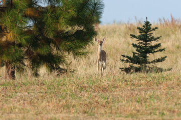 Whitetail deer (odocoilus viginianus)