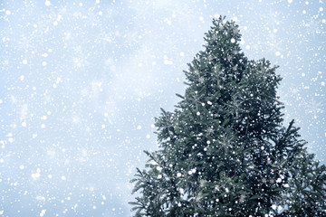 Christmas tree pine or fir with snowfall on sky background in winter. vintage color tone and rustic style.