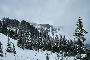 Mountain Forest with Winter Snow and Fog