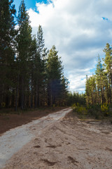 Fototapeta premium A road into the deep of pine forest with cloudy sky.