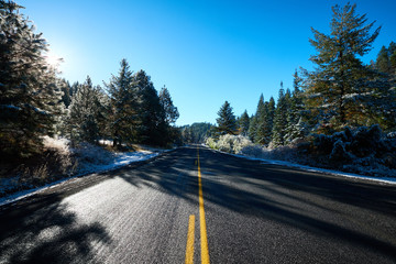Naklejka premium Fresh Snow in The Woods Shortly After Sunrise on Black Road with Pine Trees