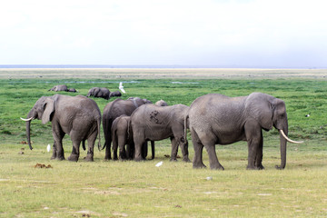 Fototapeta premium African elephant