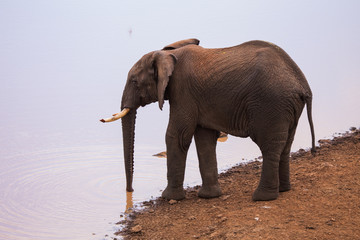 Fototapeta na wymiar elephants in Aberdare National Park in Kenya Africa