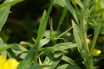 ショウリョウバッタ