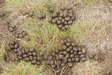 Elk excrement, scat, shit