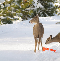 Obraz premium Whitetail doe and fawn in the winter getting a little help