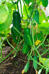 Obraz premium Огурец. Очень хороший урожай огурцов. Сбор урожая огурцов. Очень вкусные овощи. Cucumber. Very good harvest of cucumbers. Harvesting of cucumbers. Very tasty vegetables