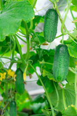 Огурец. Очень хороший урожай огурцов. Сбор урожая огурцов. Очень вкусные овощи. Cucumber. Very good harvest of cucumbers. Harvesting of cucumbers. Very tasty vegetables