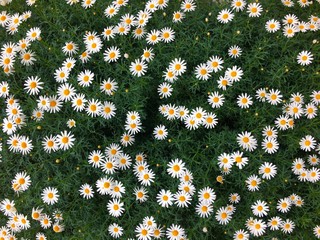 Beautiful fully bloomed daisy flower field background © Keitma