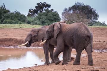 elephants in Aberdare National Park in Kenya Africa