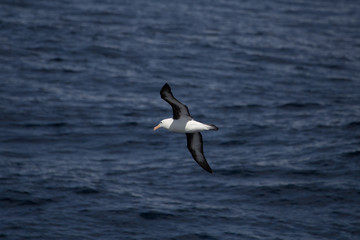 Fototapeta na wymiar A black browed albatross in the air