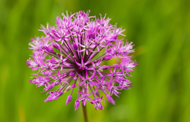 ornamental onion close up