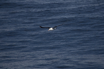 Fototapeta na wymiar A black browed albatross in the air