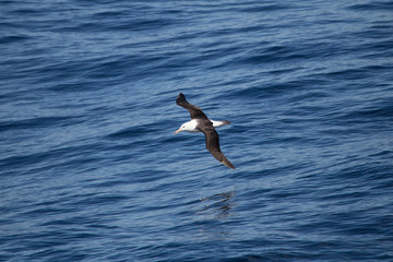 A black browed albatross in the air