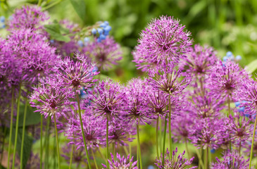 blooming ornamental onion