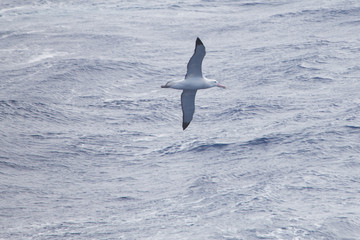 A wandering Albatross at sea