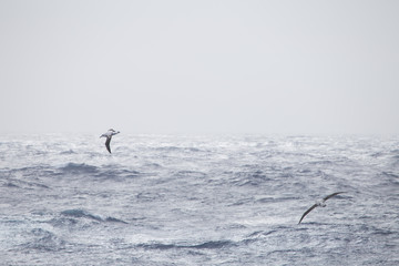 Two wandering albatross at sea