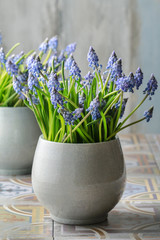 Bouquet of muscari flowers (grape hyacinth)