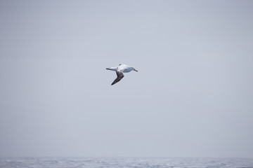 Fototapeta na wymiar A wandering Albatross at sea