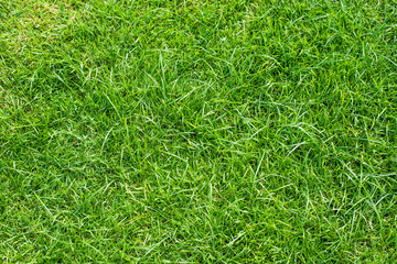 Green grass  field texture