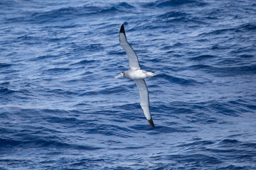 A wandering Albatross at sea