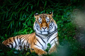 Peel and stick wall murals Tiger resting Amur tiger