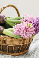 Hyacinth flowers in wicker basket