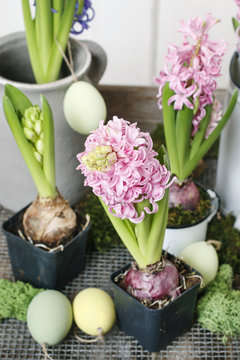 Hyacinth flowers decoration