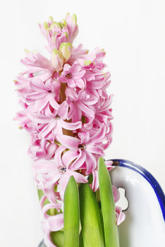 Pink hyacinth flower isolated on white background