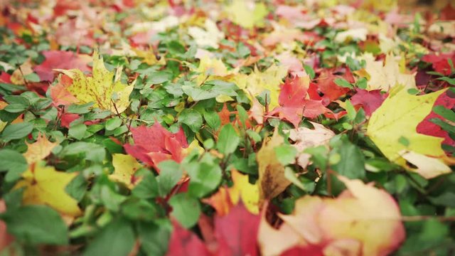 handheld shot of maple and oak leves on bush in autumn