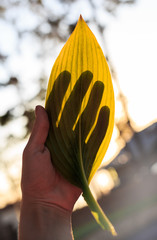 gesture. hand depicting a dog on fallen leaf of a tree in the sunset light. a game of shadows....