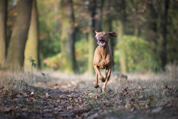 Hungarian hound dog in autumn time