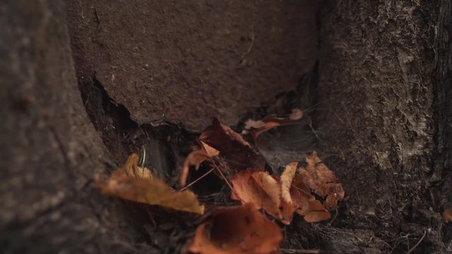 handheld shot of fallen autumn leaves on tree trunk at the morning