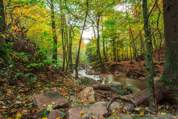 Trees in the forest in colorful autumn colors