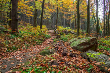Trees in the forest in colorful autumn colors