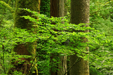 a picture of an Pacific Northwest forest with a Dogwood and conifers
