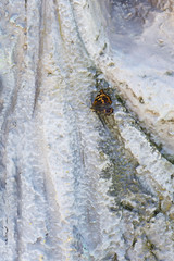 Red toad sitting on plastic stone.