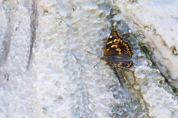 Red toad sitting on plastic stone.