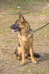 German shepherd Dog