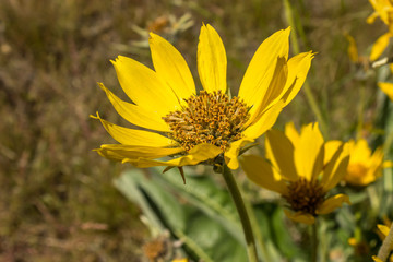 Sunflower 