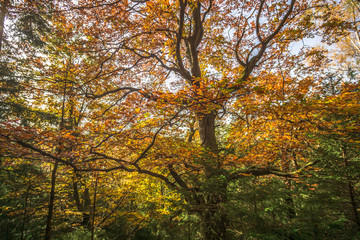 Trees in the forest in colorful autumn colors