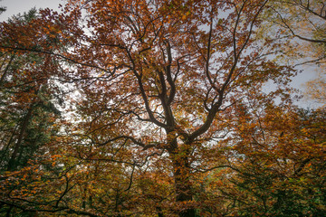 Trees in the forest in colorful autumn colors