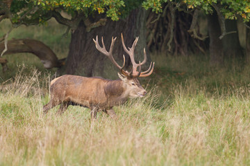 Red deer - Rutting season