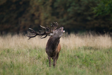 Red deer - Rutting season