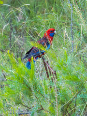 Crimson Rosella