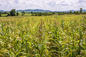 corn field with blue sky background