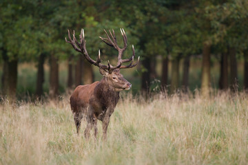 Red deer - Rutting season