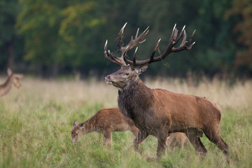 Red deer - Rutting season