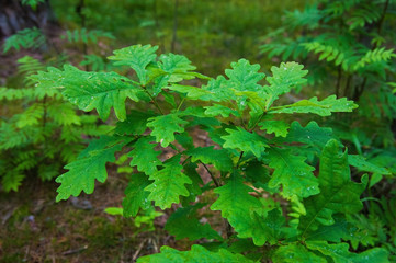 Small oak tree in the forest
