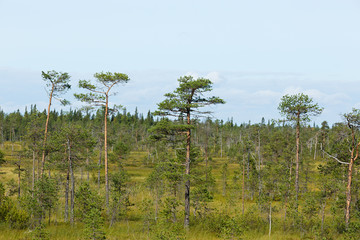 Spruce in the tundra, Kola Peninsula, Russia.